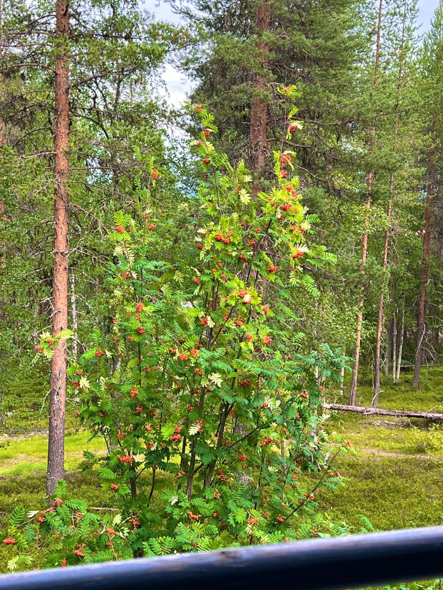 Aurora Lapland In, Forest View, 2 Bdr, Sauna, Terrace, Fireplace, Wifi, Pyhae-luosto National Park *